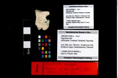 Foto (Objekt + Etikett) von Paguridae indet.  (NHMW-GEO-1990-0041-3306a)